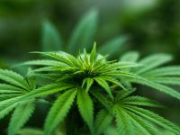 cannabis, investment,