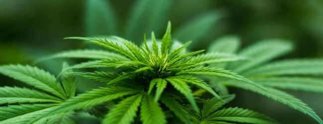 Cannabis als Anlage – der zukünftige Hype ist bereits zu sehen