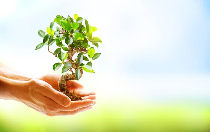 holzinvestment
