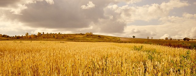 Von Investoren, Spekulanten und Arbitrageuren